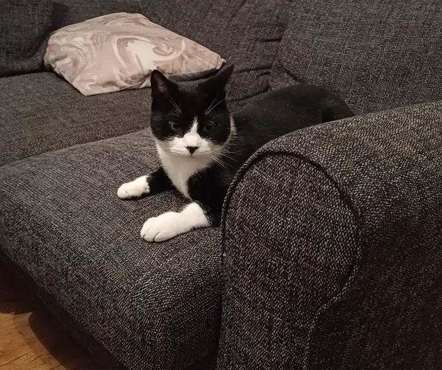 Benji — black and white tuxedo cat lounging on the sofa