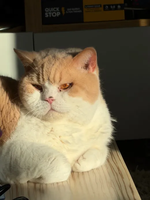 Bhaji the cream and ginger British Shorthair lying in the sun