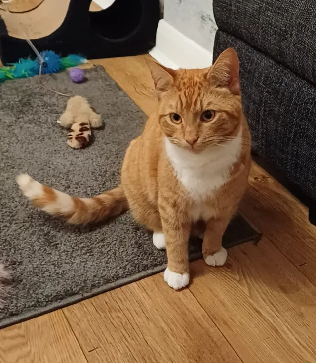 Buddy — ginger and white tabby cat sitting by the sofa