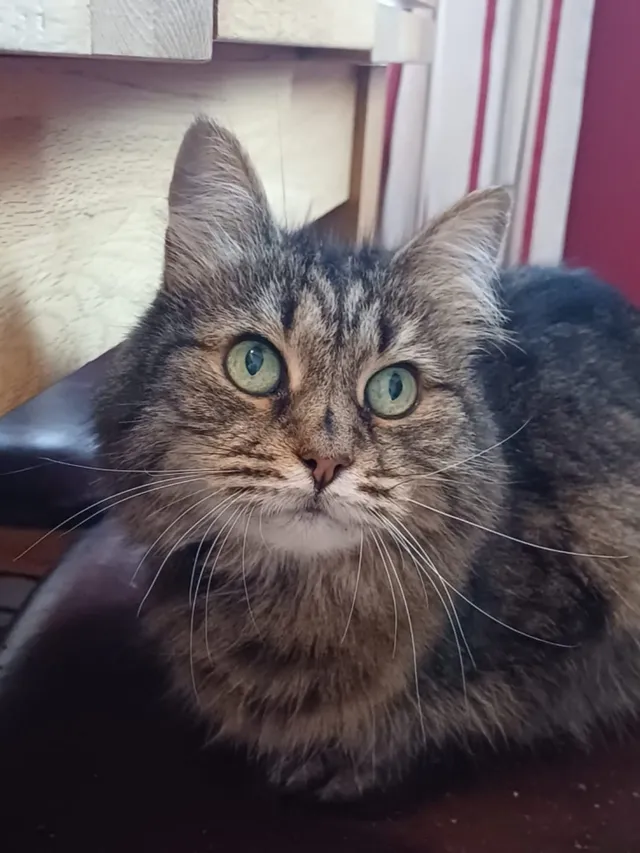 Dusty — fluffy tabby cat with bright green eyes