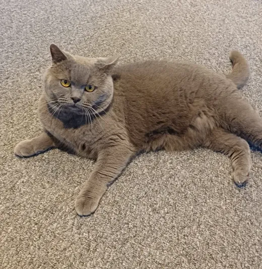 Elvis the grey British Shorthair lounging on the carpet