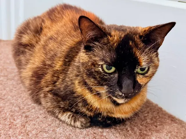 Ember — tortoiseshell cat on the stairs