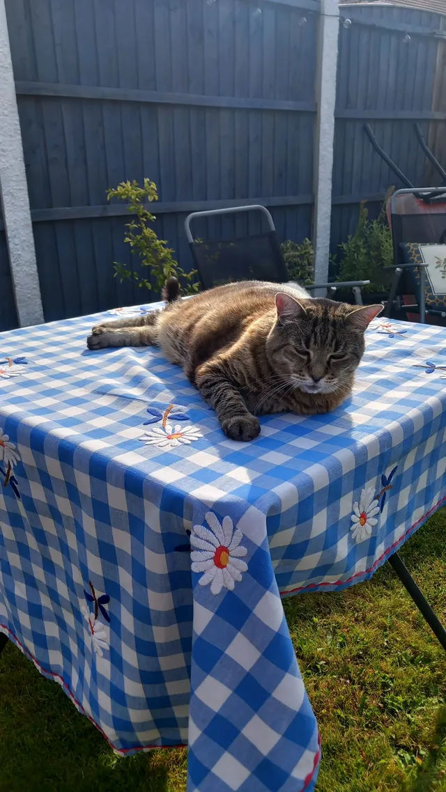 Maple — tabby cat relaxing on an outdoor table