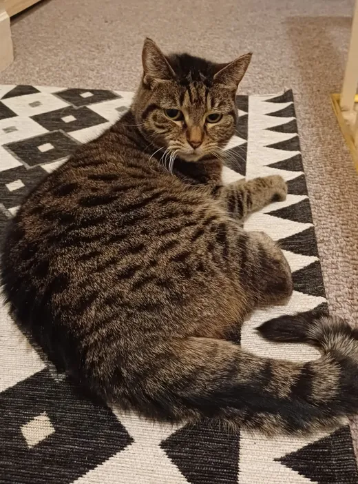 Maple the tabby cat loafing on a rug during a cat-sitting visit