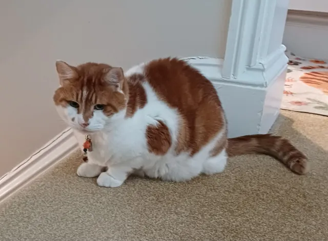 Marley — ginger and white cat by the skirting board