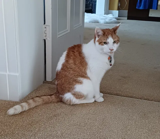 Mumford — ginger and white cat in the hallway