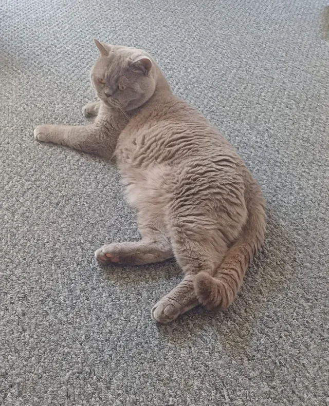 Paul Simon — lilac British Shorthair lounging on carpet