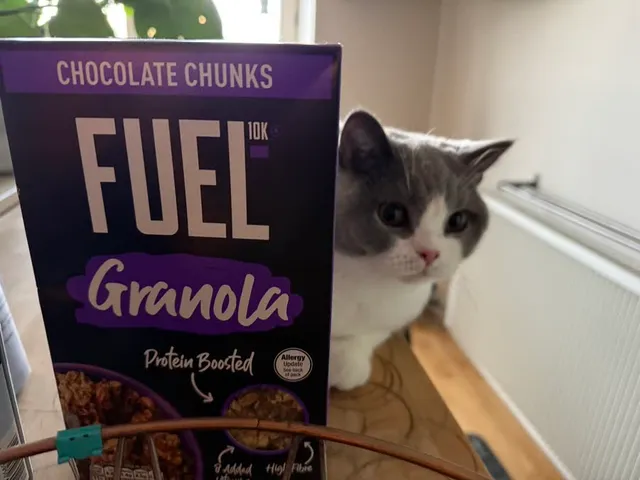 Saffron — grey and white cat peeking around a corner