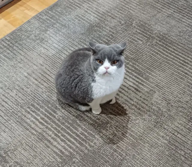 Samosa — grey and white British Shorthair