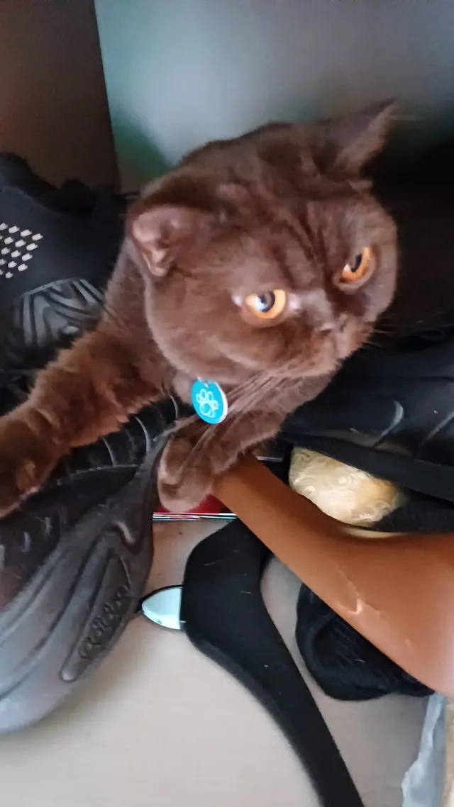 Tandoori — chocolate Scottish Fold with a paw tag