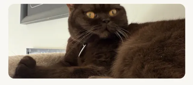 Tandoori — chocolate British Shorthair in a cat bed