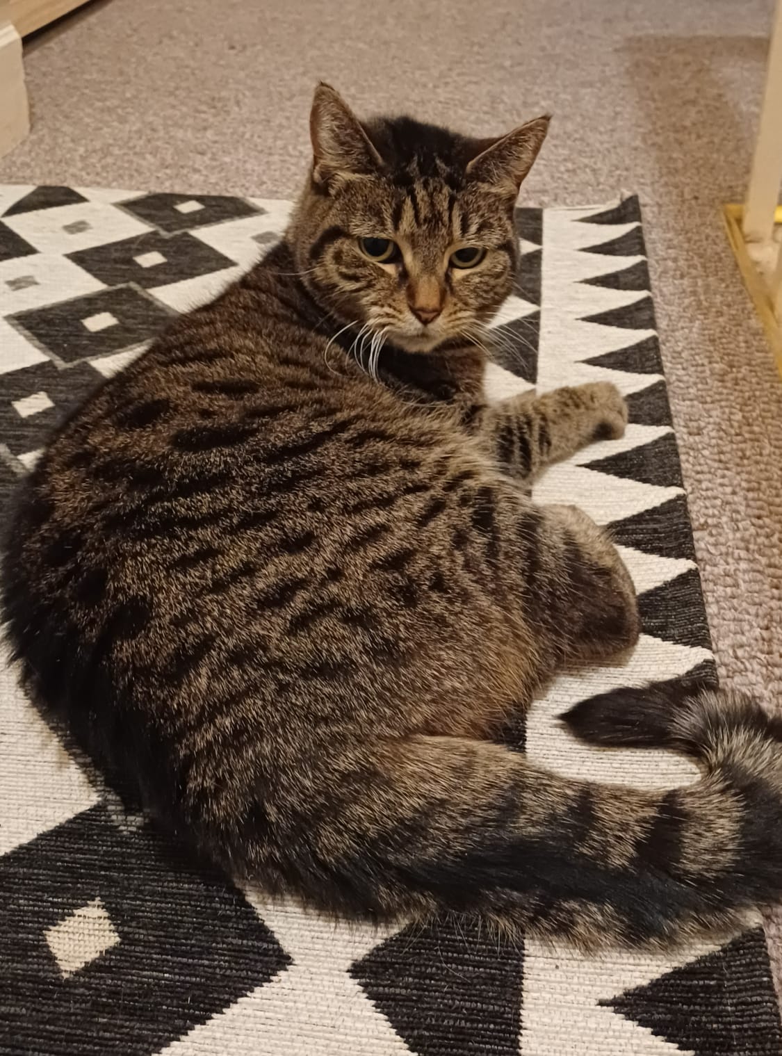 Maple — tabby cat loafing on a monochrome rug