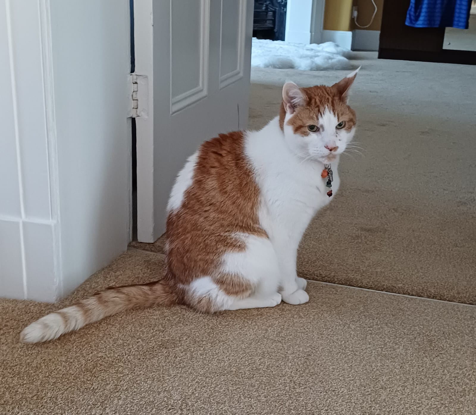 Mumford — ginger and white cat in the hallway