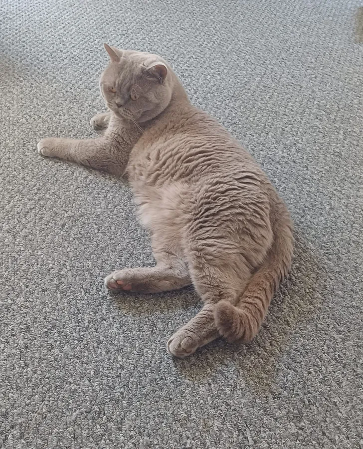 Paul Simon — lilac British Shorthair lounging on carpet