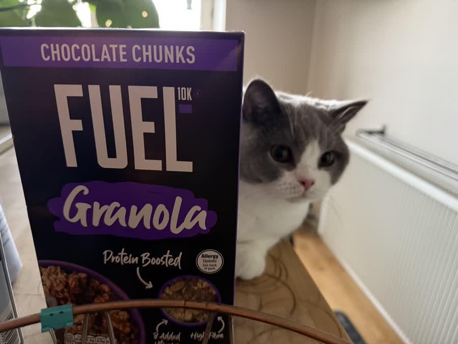 Saffron — grey and white cat peeking around a corner