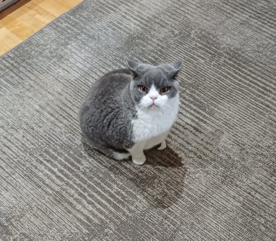 Samosa — grey and white British Shorthair